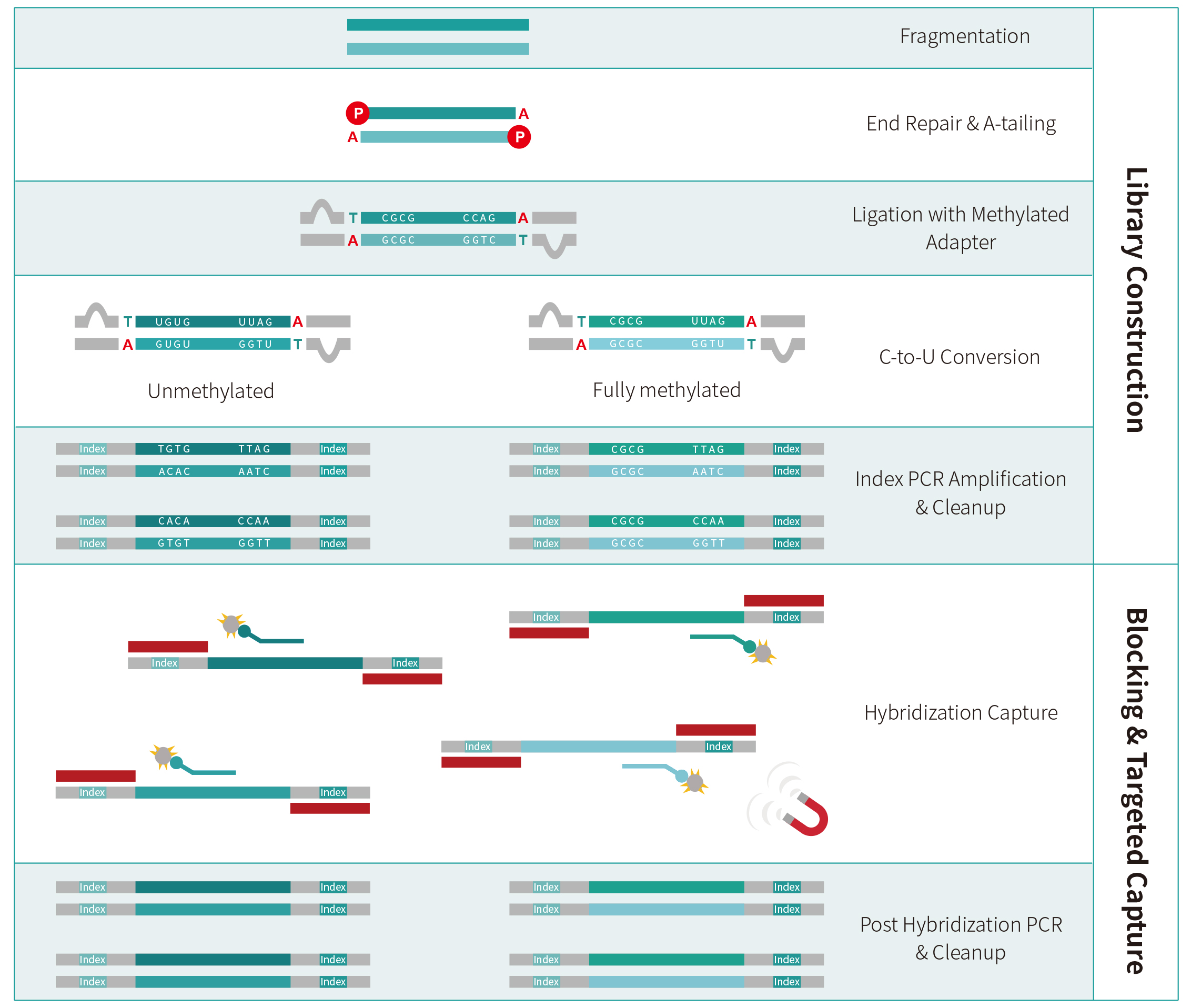甲基化捕获测序整体解决方案 甲基化捕获测序整体解决方案